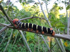 Big caterpillar